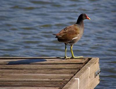 Common Moorhen On A Dock 2032