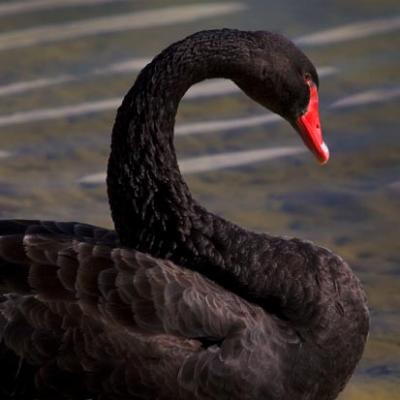 Black Swan 2286