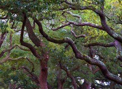 Charleston Tree Limbs