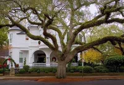 Charleston House & Big Tree