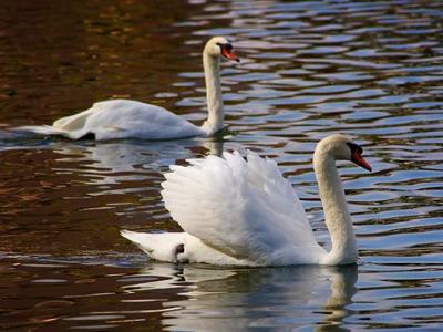 Swans 2253