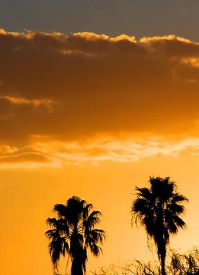 Palms at Sunset