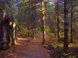 Spruce Bog Trail 6074