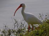 White Ibis 2148