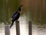 Anhinga on a Piling 2351