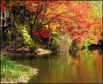 Reflection in Pond