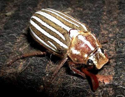 Ten-Lined June beetle (previously called Peanut Butter Log bug)!
