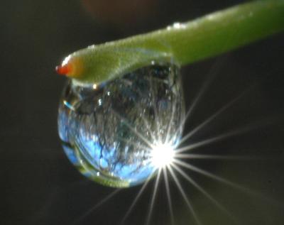 u6/mike_n/medium/35287785.dewdroplandscape2.jpg