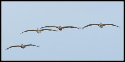 4 Pelicans