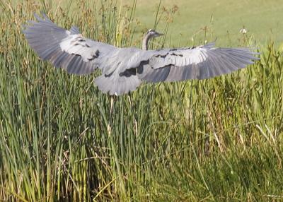 Flaps up