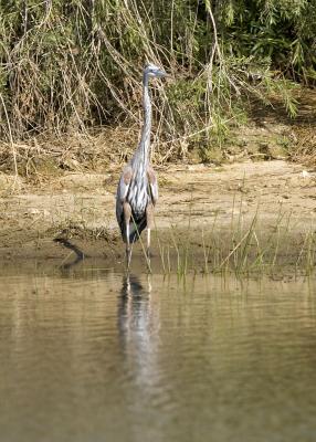 GBH Front