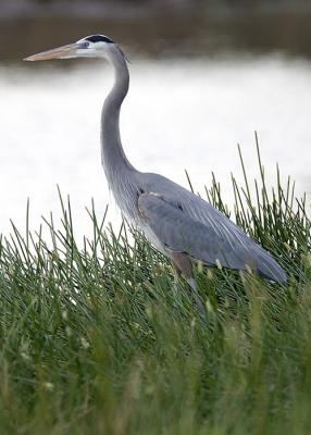 Great Blue Heron profile