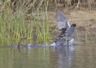 Anhinga protects the turf