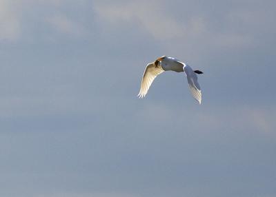 Egret with lunch