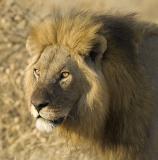 lion in light