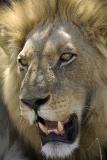 Lion face