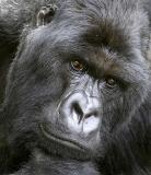 Gorilla thinker