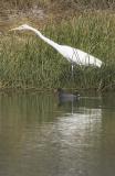Egret with Moorhen