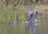 Anhinga protects the turf