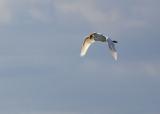 Egret with lunch