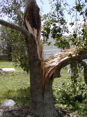 Maple Tree1.jpg
