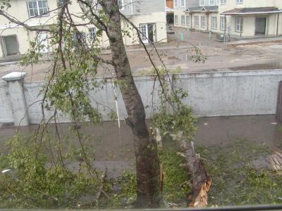 Maple Tree3.jpg
