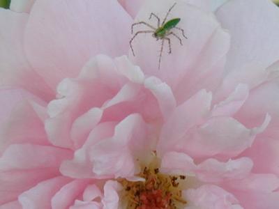 Wife of Bath Rose with Green Lynx Spider...
