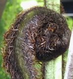 This is the fiddlehead/Crozier on this fern and it is the beginning of the frond unfolding...