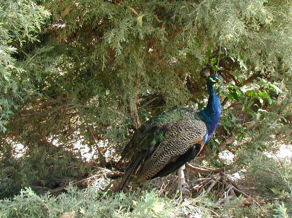 One of the many Peacocks that wander around the Arboretum grounds...