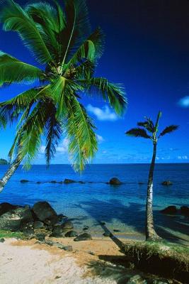 Palm Tree at Anini Beach
