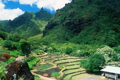 Taro Tiers at Limahuli