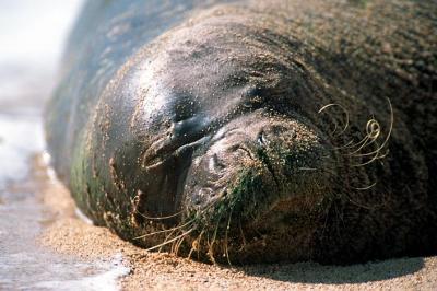 u6/mjaye/medium/37629098.MonkSeal1.jpg