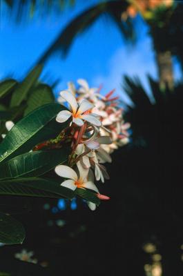 Plumeria 2