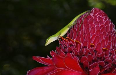 Gecko On Torch Ginger