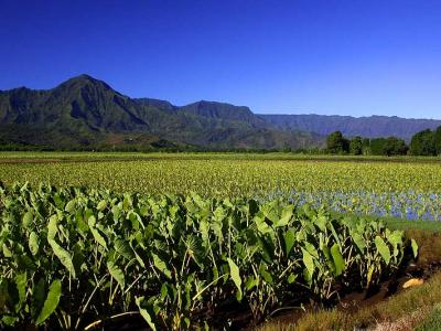 Taro Farm in Hanalei Valley