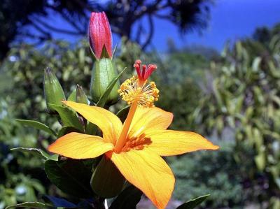 Yellow Hibiscus