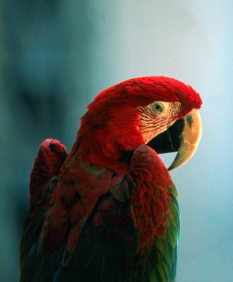 Red Macaw at Hyatt