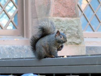 Black Squirrel