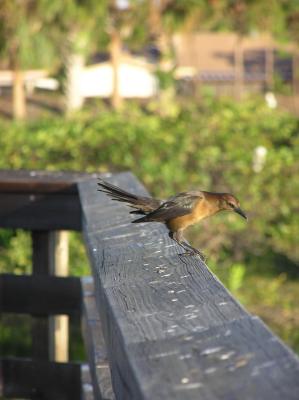 Grackle