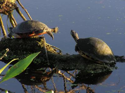 Sunning Turtles