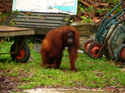 Our first wild orang utan
