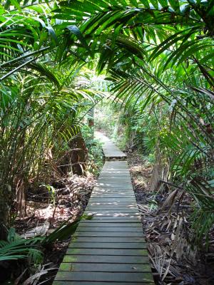 Some trails had boardwalk through the rainforest