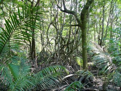 Mangrove forest