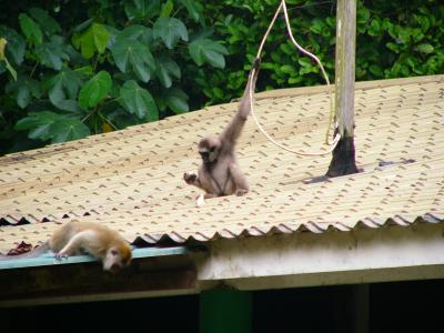 Gibbon & macaque