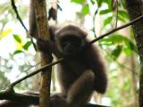 A type of gibbon (we think)
