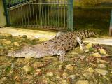 Estuarine crocodile (saltie)