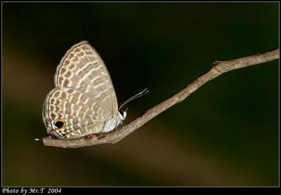 jӮRǽ Transparent Six-line Blue (Nacaduba jurava)