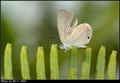Wǽ Small Grass Blue (Famegana alsulus)