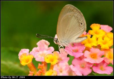 Wǽ Small Grass Blue (Famegana alsulus)