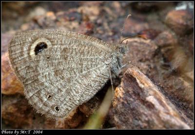 pTw Small Three-ring (Ypthima norma)